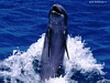 miniatura_Backward Swimming Feat copia